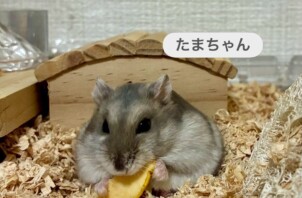 東大阪市のペットシッター小動物さんのお世話🐹