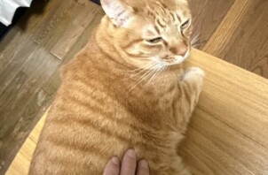豊中市のペットシッター猫ちゃんのお世話です！🐱😺