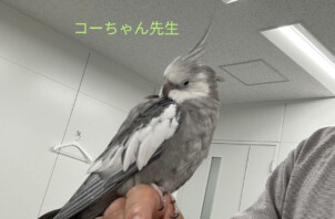 バードフレンドリーシッター士養成講座を受講しました