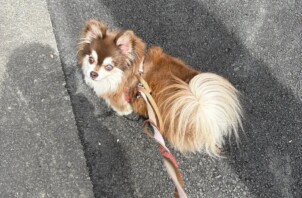 豊中市のペットシッターワンちゃんのお世話です！🐶