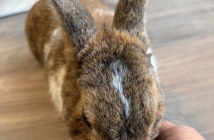 豊中市のペットシッターうさぎと文鳥のお世話です！🐰🦜
