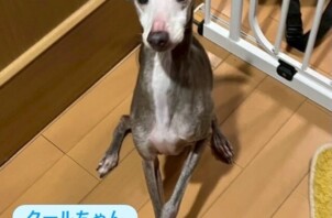 ペットシッターワンちゃんのお世話🐶