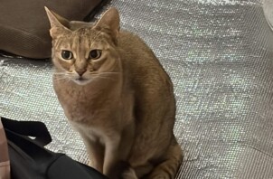 豊中市のペットシッター猫ちゃんのお世話です！🐱