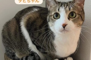東大阪市のペットシッター猫ちゃんのお世話🐱