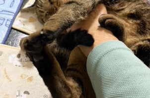 豊中市のペットシッター猫ちゃんのお世話です！🐱🐱