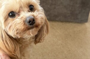 豊中市のペットシッターワンちゃんのお世話です！🐶🐶