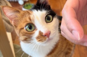 都筑区　ルルちゃん