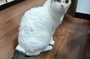 【お世話報告】ずっと一緒がいいの。甘えん坊みみちゃんの熱烈なお出迎え