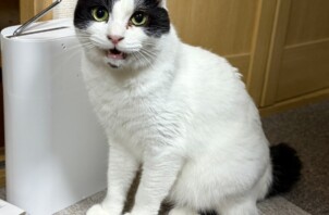 【お世話報告】全自動でお返事！？くろまめちゃんの愛おしい甘えタイム