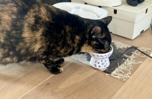 【お世話報告】美味しい匂いは魔法の言葉？ノラちゃんの優しいお出迎え