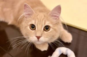 【お世話報告】瞳はキラキラ！テントベッドで遊ぶルナちゃんの躍動感