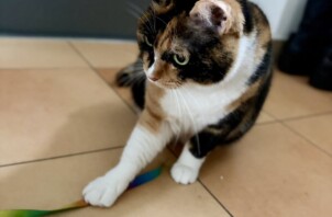 【お世話報告】甘えん坊でしっかり者。玄関でお迎えしてくれたトットちゃん