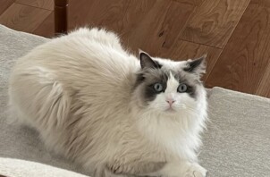 青葉区　ニャン太くん