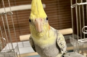 青葉区　メタルちゃん