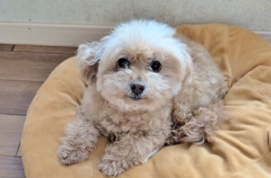 神奈川区のミクちゃん　神奈川区のペットホテルＢｏｗｗｏｗばうわう