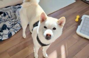 港北区のＳＵＮ（さん）ちゃん　港北区のペットホテルＢｏｗｗｏｗばうわう