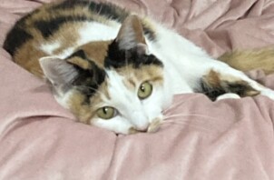 はなちゃん、ちびくん