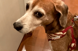 ワンちゃんのスニフちゃんのお世話🐶😀🤚