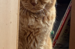ニャンコのひなたちゃん、マコちゃんのお世話😺😁🤝