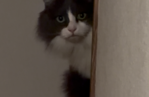 ｽｺﾃｨｯｼｭﾌｫｰﾙﾄﾞのトムちゃん、ﾏﾝﾁｶﾝのまめちゃんのお世話😺😸😀🤟