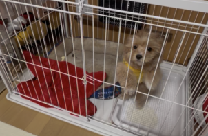 マルプーのミルちゃんのお世話🐶😁🤟
