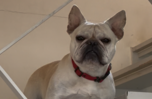 フレンチブルドッグのロクちゃんのお世話🐕🚶👍