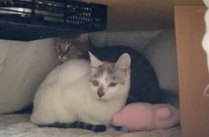 ニャンコのしおんちゃん、ひまわりちゃんのお世話🐈😀👋