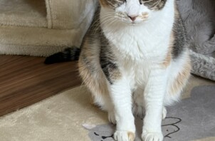 豊中市のペットシッター猫ちゃんのお世話です！🐱🐱🐱🐱