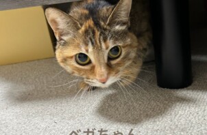 ベガちゃんのお世話に行きました