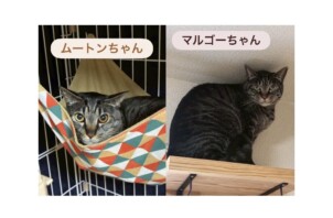 生野区のペットシッター猫ちゃんのお世話🐱