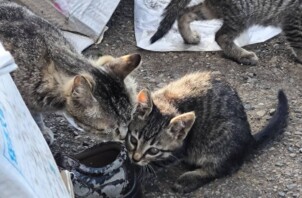 「こねこのさとおやさんぼしゅう」のおしらせです