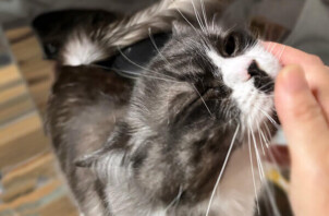 猫、康ちゃんのペットシッター
