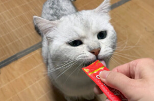 猫、晶ちゃんのペットシッター