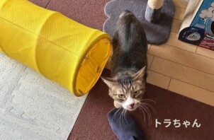トラちゃんのお世話に行きました