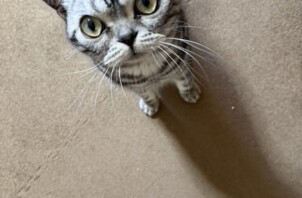 豊中市のペットシッター猫ちゃんのお世話です🐱🐱🐱🐱