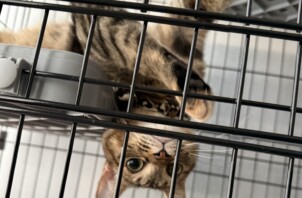 甘えてくれる姿がかわいい 仔猫ちゃんです😸