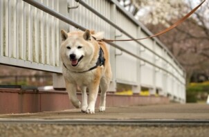 お散歩の必須アイテム🐾ハーネスの選び方🐶