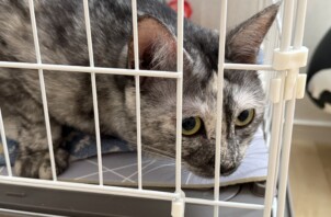 白柄のさび猫ちゃんがとてもきれいでした🥰