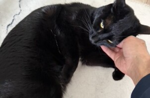 豊中市のペットシッター猫ちゃんのお世話です！🐱🐱