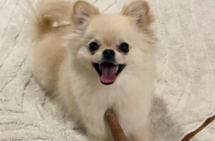 宮前区　おもちちゃん