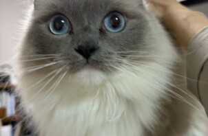 豊中市のペットシッター猫ちゃんのお世話です！🐱🐱
