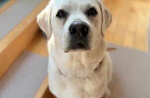 犬のお世話　雫ちゃん
