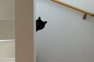 豊中市のペットシッター猫ちゃんのお世話です🐱🐱