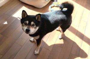 緑区のマロくん　緑区のペットホテルＢｏｗｗｏｗばうわう