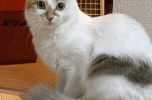 こめちゃん