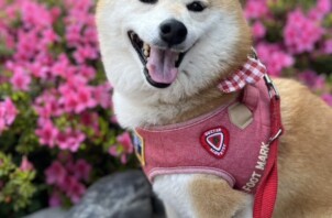 ももちゃん