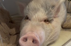 マイクロブタのこはくちゃんのお世話🐷😊🤚
