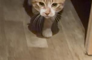 ニャンコのこめちゃん、ぽてとちゃんのお世話😺😃👋