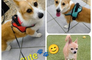 3匹わんちゃん