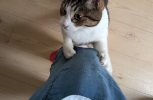 甘えん坊な猫ちゃんのお留守番🐱